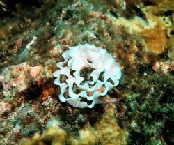 A ribbon of Nudi eggs, Jorunna funebris. by Alex Lim 